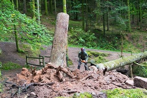 Forestry Technician Job Description, Duties, Skills & Career Path .